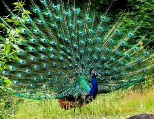 تخم نطفه دار طاووس