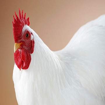 تخم نطفه دار مرغ گوشتی