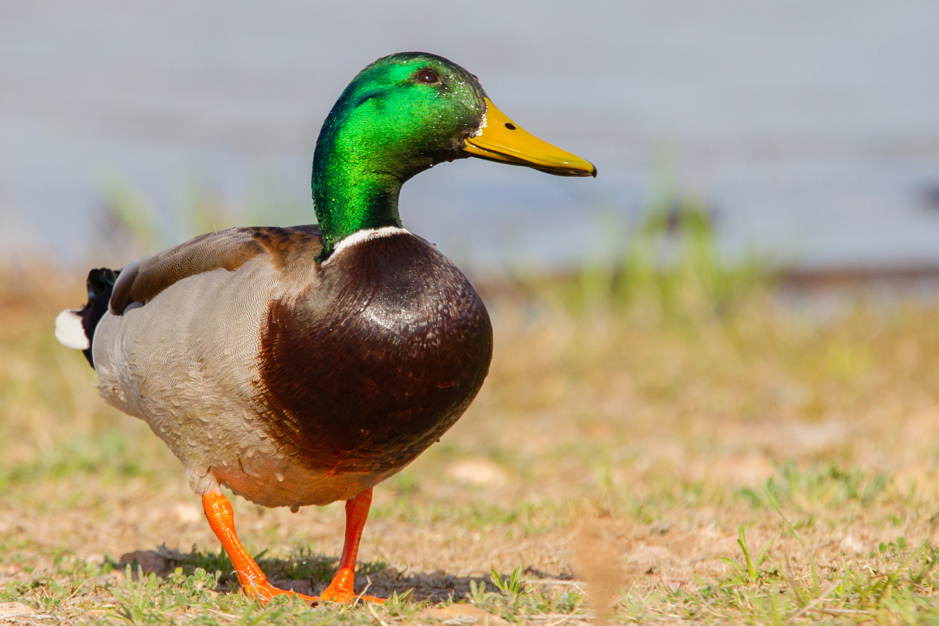 duck | آریا طیور | تولید و پخش تخم نطفه دار و دستگاه های جوجه کشی