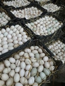فروش تخم اردک