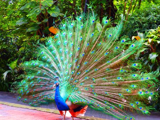طاووس سبز هندی