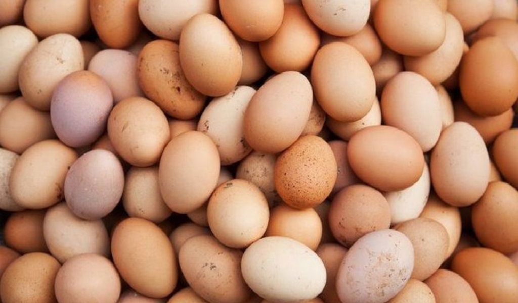 فروش تخم نطفه دار شرکت آریا طیور