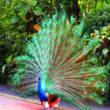 پرورش و نگهداری طاووس