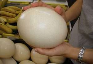 ویژگی های اصلی تخم شترمرغ