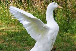 اردک آیلسبری